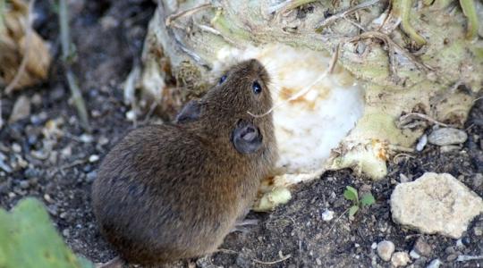 A rágcsálók jelei, amelyeket csak télen látsz