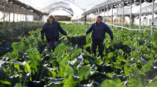 Így is lehet: Karácsond, ahol a karfiol esélyt is ad