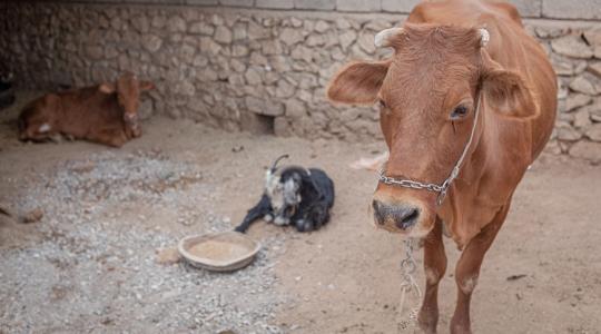 Mezőgazdasági összeomlás szélén áll ez az ország, tömegesen pusztulnak az állatok