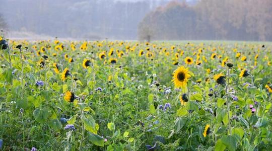 Feje tetejére állt az olajosmag-külkereskedelem