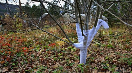 Díszfák téliesítése – mikor kell törzsvédőt használni?