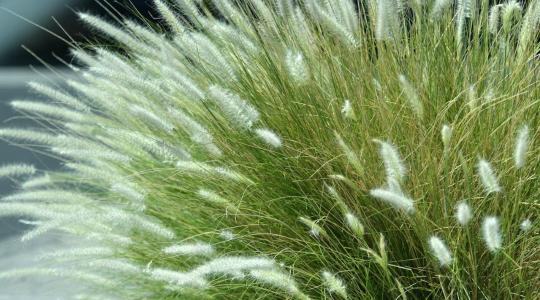 Díszfüvek téli kezelése – mitől barnulnak meg idő előtt?