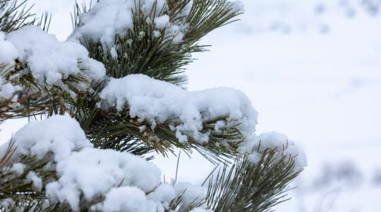 Tuják téli védelme – mit tehetsz a hónyomás ellen?