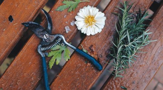 Metszőolló téli karbantartása – élezés, tisztítás, fertőtlenítés