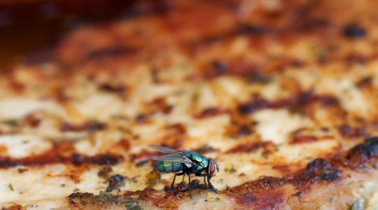 Tényleg ekkora a baj? Ez történik, ha légy száll az ételre!