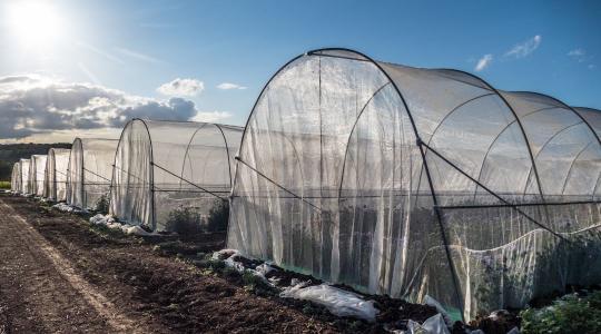 Fóliasátor páramentesítése télen – hogyan kerüld el a gombásodást?