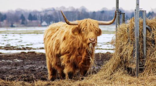 Széna téli tárolása – hogyan előzd meg a befülledést?
