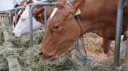 Szarvasmarha takarmányozása télen – rost–energia egyensúly