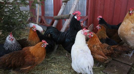 Baromfi teleltetése – fűtés nélkül is lehet biztonságos