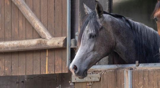 Lóistállók téli szellőzése – ammónia és pára kezelése