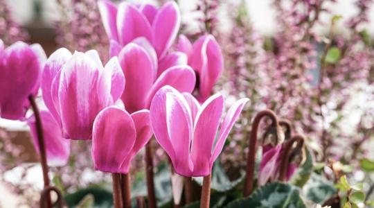 A balkon, ami decemberben is él – inspirációk