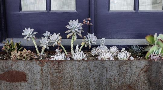 Mini díszkertek télre – 3 zseniális ötlet