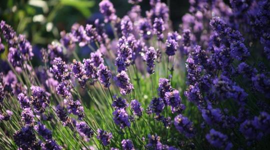 Levendula téliesítése – így ne okozz kárt a túlzott takarással