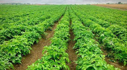 Ezt tudja a génmódosított burgonya: győzelem egy kártevővel szemben