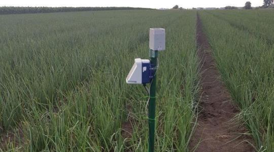 Mi lenne, ha a növény mindig annyi vízhez jutna, amennyit kíván?