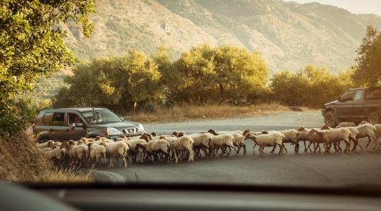 Eldurvult a helyzet: több százezer juhot és kecskét vágtak le a görögök
