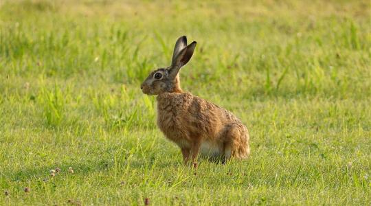 Szinte az összes mezei nyúl elpusztulhat ebben a vármegyében
