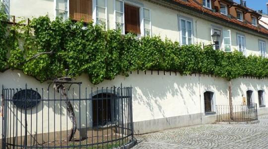 A közelünkben él a világ legidősebb szőlője: több, mint 400 éves!