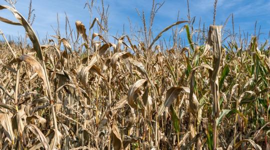 Ennyi támogatás jár 2025-ben az agrárbiztosításokra