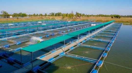 Hihetetlen módszert találtak a halbetegségek ellen