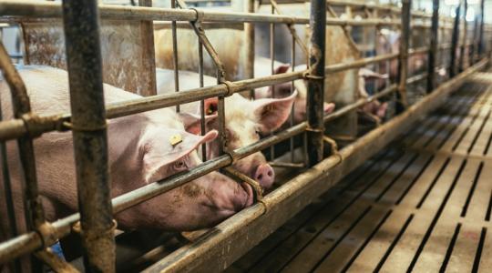 Szándékos sertéspestis-terjesztés gyanúja Lengyelországban – a legrosszabb forgatókönyv?