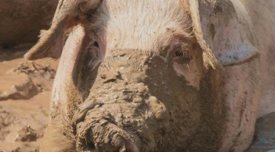 Pluszpénz jön a tenyészkocákra, tenyészbikákra és a baromfisoknak is