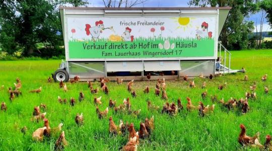 Mobil pajtával vészelni át a telet – így készítsük fel az állatokat és a terepet