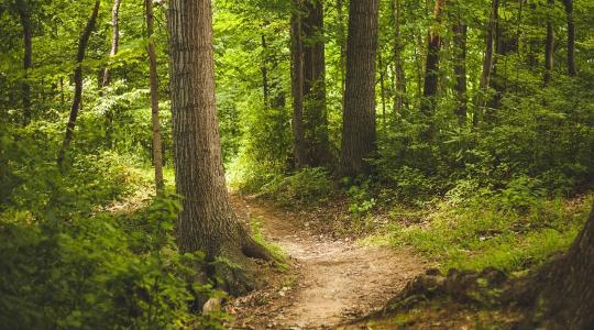 Így tartható meg a víz az erdőkben – szakmai útmutató segíti a gazdálkodókat
