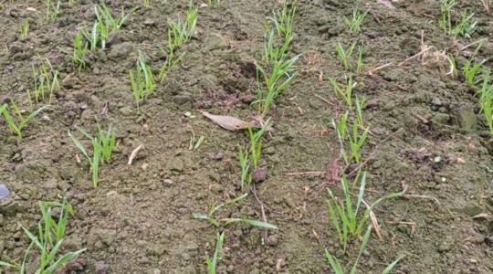 A repce már erős, a kalászosok erősödnek – időjárási körkép december elején