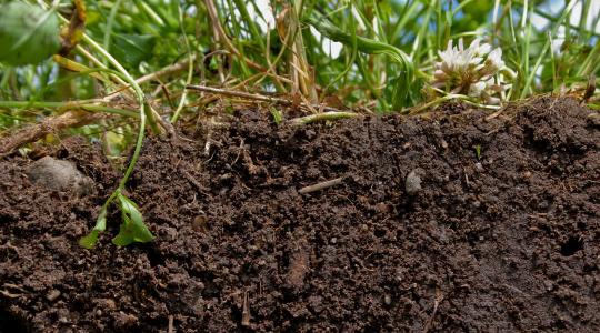 A mesterséges intelligencia és a természet szövetsége a növénytermesztésben