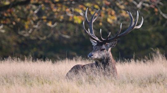Orvvadászat miatt csapott le a TEK Tapolcán