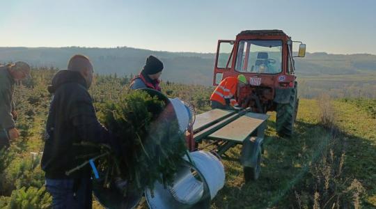 Aszály, kártevők, költségrobbanás – hogy lesz így hosszú távon karácsonyfánk?