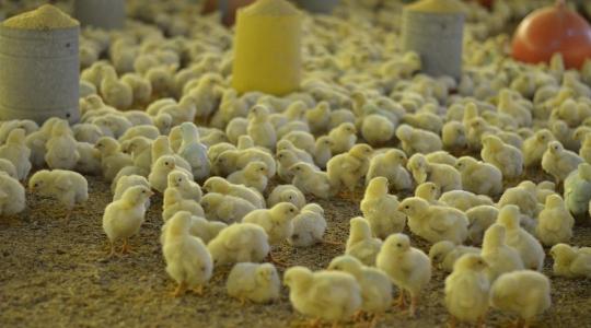 34 millió megmentett csibe évente – de ki fizeti az átállás árát?