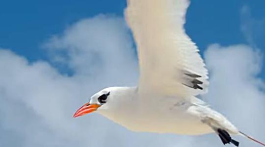 Wisdom, a világ legidősebb madara visszatért +VIDEÓ