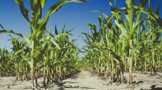 Rekordtermés helyett biztos termés: miért lett létkérdés a fajtaváltás?