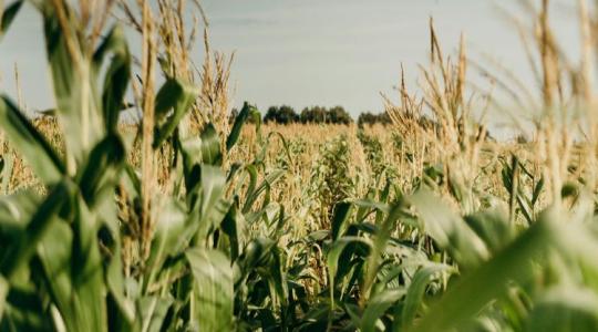 Reggel nyíló virágok, kisebb hőkár – új fegyver a klímaváltozás ellen