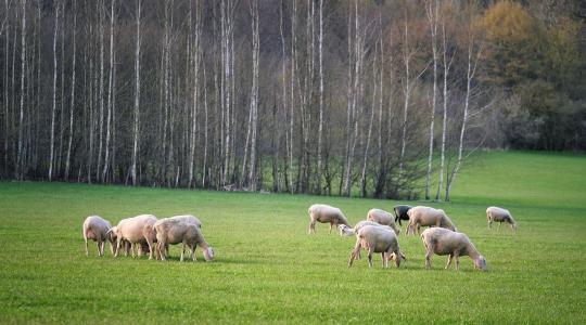 Több mint 600 fotó érkezett a gyepeket bemutató országos pályázatra