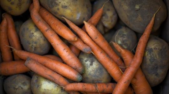 A gyökérzöldségek téli eltarthatóságának titkai