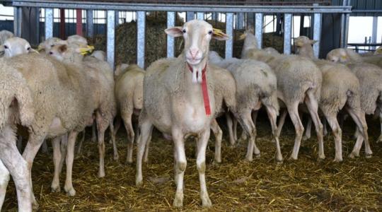 A juhok téli immunerősítésének 5 módja