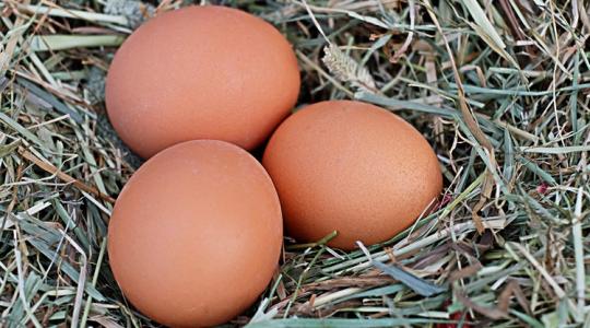 A baromfi téli tojástermelésének 7 titka