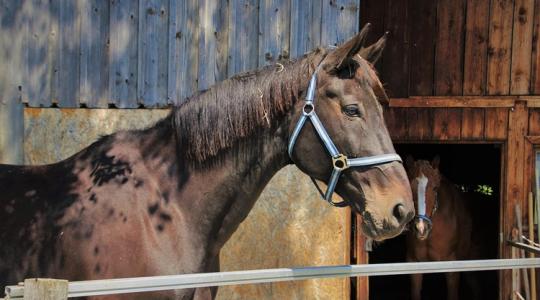 Lovak téli komfortja: A friss levegő többet ér, mint a meleg!