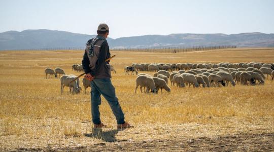 2026 a legelők és pásztorok éve lesz