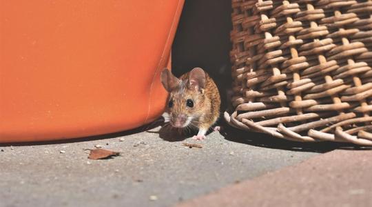 A rágcsálók elleni védekezés gazdasági területen