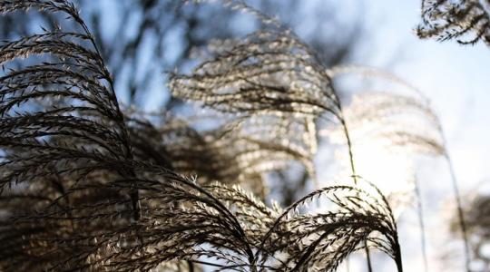 A decemberi szél „szárító hatása” – mit okoz a növényekben?