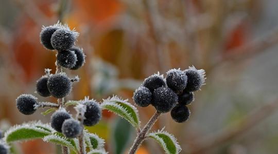 A köd hatása a növényekre – több kárt okoz, mint hinnéd