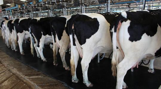 Tejválság lehet ebben az országban