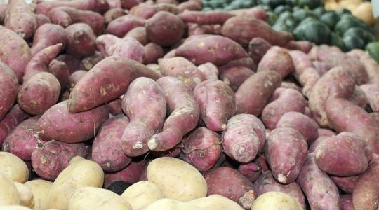 Egyik állam nyert, a másik bukott – drámai év az édesburgonya-fronton