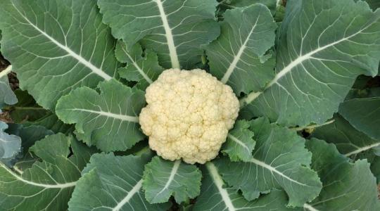 A karfiol a zöldségek Ferrarija – biodiverzitás, egészség, üzlet egyben