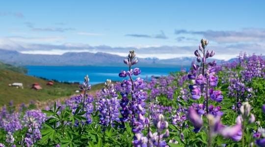 Ökológiai katasztrófa zajlik, ami ezzel a népszerű növénnyel kezdődött 