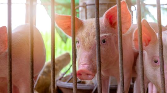 Afrikai sertéspestis: gyanús a spanyoloknak a járvány eredete